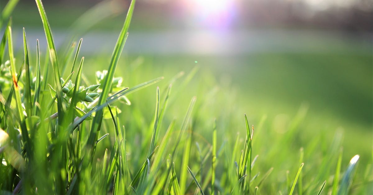 Lawn care services near me